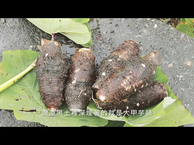 台中大甲 | 芋見大甲 芋見你 | 陳景宏